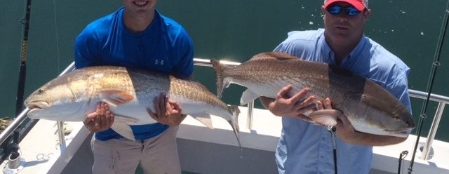 large red drum