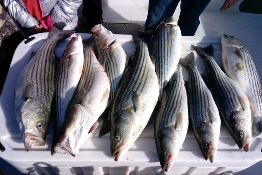 Striped Bass aka rockfish season is awesome check us out at www