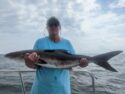 Cobia and Red Drum